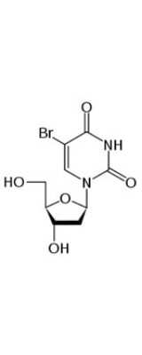 Bromodeoxyuridine/BrdU Antibody (29G6.E8) [NBP2-44055]