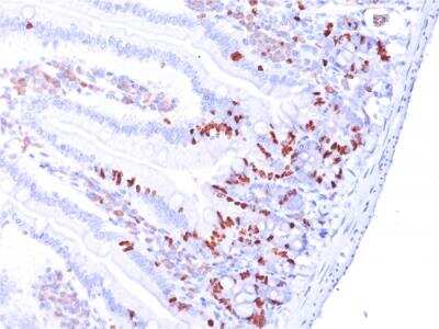 Immunohistochemistry-Paraffin: Bromodeoxyuridine/BrdU Antibody (BRD.3) - Azide and BSA Free [NBP2-92989]