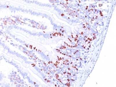 Immunohistochemistry-Paraffin: Bromodeoxyuridine/BrdU Antibody (BRD.3) [NBP2-45221]