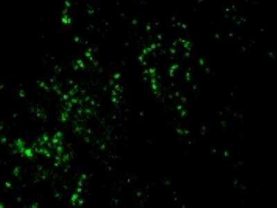 Immunohistochemistry-Paraffin: Bromodeoxyuridine/BrdU Antibody (BRD469) [NBP2-32918]