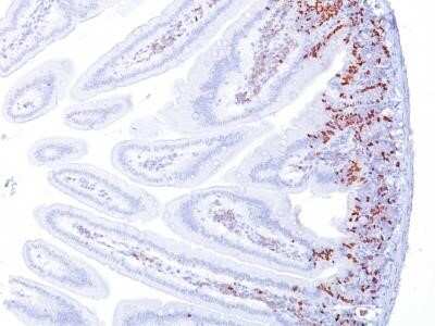 Immunohistochemistry-Paraffin: Bromodeoxyuridine/BrdU Antibody (BRD494) - Azide and BSA Free [NBP2-34566]