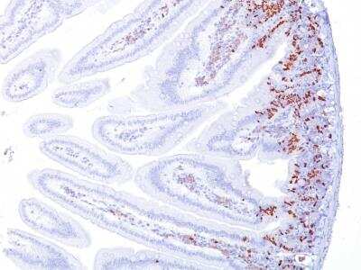 Immunohistochemistry-Paraffin: Bromodeoxyuridine/BrdU Antibody (BRD494) [NBP2-32920]