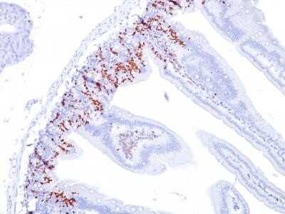 Immunohistochemistry-Paraffin: Bromodeoxyuridine/BrdU Antibody (BU20a) - Azide and BSA Free [NBP2-34567]