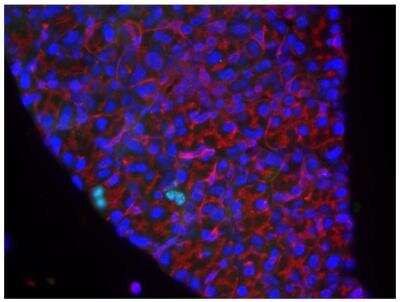 Immunocytochemistry/ Immunofluorescence: Bromodeoxyuridine/BrdU Antibody [NB500-235]