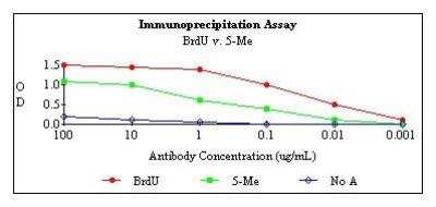 Immunoprecipitation: Bromodeoxyuridine/BrdU Antibody [NB500-235]