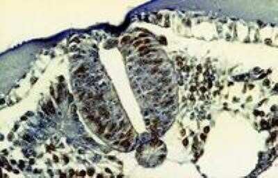 Immunohistochemistry: Bromodeoxyuridine/BrdU Antibody (MoBu-1) - Azide and BSA Free [NBP2-68041]