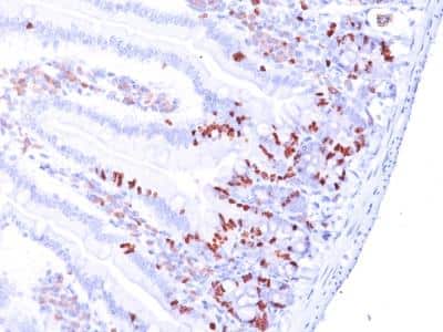 Immunohistochemistry-Paraffin: Bromodeoxyuridine/BrdU Antibody (MoBu-1) - IHC-Prediluted [NBP2-48373]