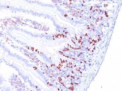 Immunohistochemistry-Paraffin: Bromodeoxyuridine/BrdU Antibody (MoBu-1) [NB500-439]