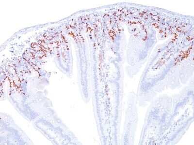 Immunohistochemistry-Paraffin: Bromodeoxyuridine/BrdU Antibody (SPM166) - IHC-Prediluted [NBP2-45348]