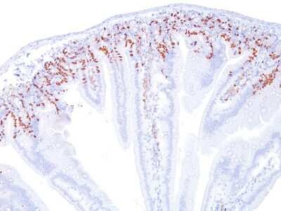 Immunohistochemistry-Paraffin: Bromodeoxyuridine/BrdU Antibody (SPM166) [NBP2-32919]