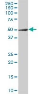 Western Blot: Brp16 Antibody [H00051236-B01P]