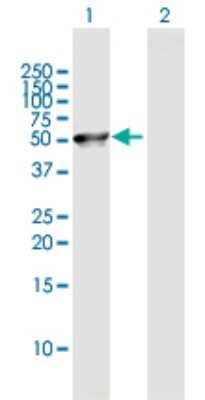 Western Blot: Brp16 Antibody [H00051236-B01P]