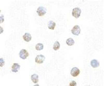 Immunocytochemistry/ Immunofluorescence: Bub1 Antibody - BSA Free [NBP1-76797]