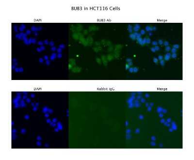 Immunocytochemistry/ Immunofluorescence: Bub3 Antibody [NBP1-58206]