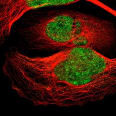 Immunocytochemistry/ Immunofluorescence: Bub3 Antibody [NBP1-88517]
