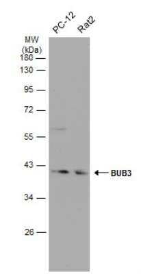 Western Blot: Bub3 Antibody [NBP1-33558]