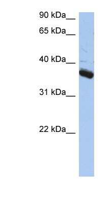 Western Blot: Bub3 Antibody [NBP1-58206]