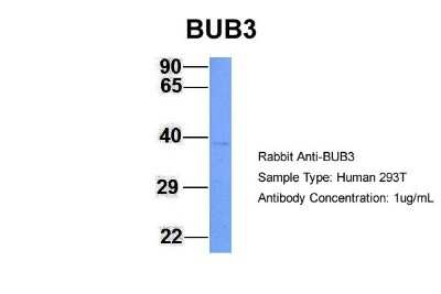 Western Blot: Bub3 Antibody [NBP1-58206]
