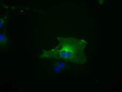 Immunocytochemistry/ Immunofluorescence: BubR1 Antibody (OTI6E5) [NBP1-47680]
