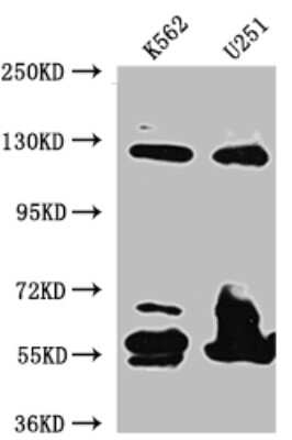 Western Blot: BubR1 Antibody (7H4) [NBP3-15207]