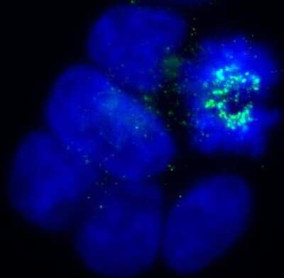 Immunocytochemistry/ Immunofluorescence: BubR1 Antibody (8G1) - BSA Free [NB100-353]
