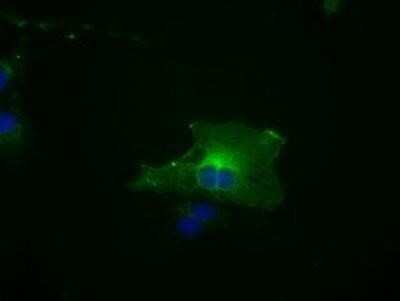 Immunocytochemistry/ Immunofluorescence: BubR1 Antibody (OTI6E5) - Azide and BSA Free [NBP2-70314]
