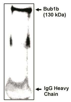 Western Blot: BubR1 Antibody [NBP3-18818]
