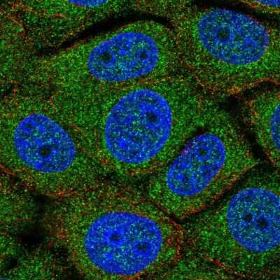 Immunocytochemistry/ Immunofluorescence: TMEM254 Antibody [NBP2-58228]