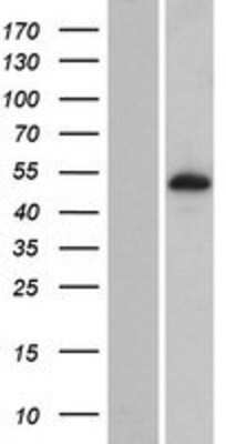 Western Blot: PLEKHS1 Overexpression Lysate [NBP2-06267]