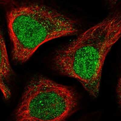 Immunocytochemistry/ Immunofluorescence: ANAPC15 Antibody [NBP1-84151]