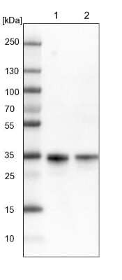 Western Blot: C11orf54 Antibody [NBP1-87194]
