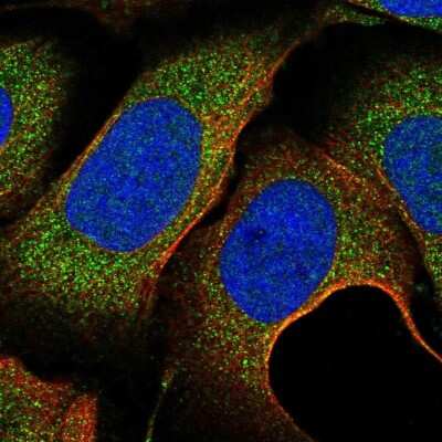 Immunocytochemistry/ Immunofluorescence: NKAPD1 Antibody [NBP1-84606]