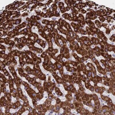 Immunohistochemistry-Paraffin: IFTAP Antibody [NBP1-83472]