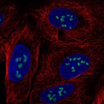 Immunocytochemistry/ Immunofluorescence: MYRFL Antibody [NBP2-14374]