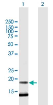 Western Blot: C12orf65 Antibody [H00091574-B01P]