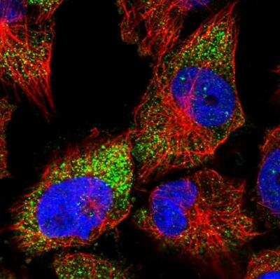 Immunocytochemistry/ Immunofluorescence: RUBCNL Antibody [NBP1-82141]