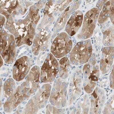Immunohistochemistry-Paraffin: TMEM260 Antibody [NBP1-93976]