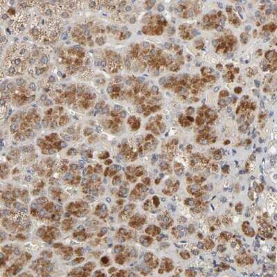 Immunohistochemistry-Paraffin: C14orf119 Antibody [NBP1-82164]