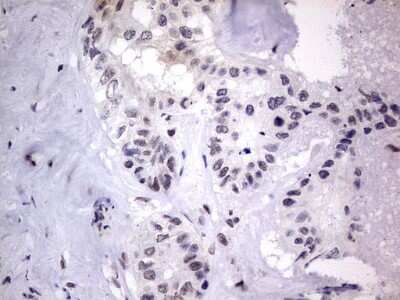 Immunohistochemistry: CLE7 homolog Antibody (OTI2A4) [NBP2-46591]