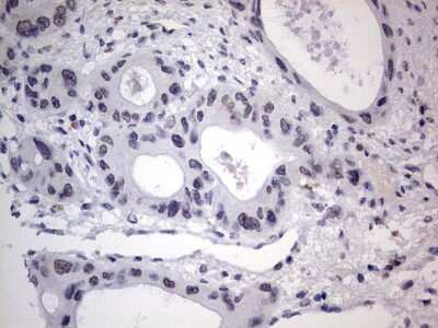 Immunohistochemistry: CLE7 homolog Antibody (OTI2A4) [NBP2-46591]
