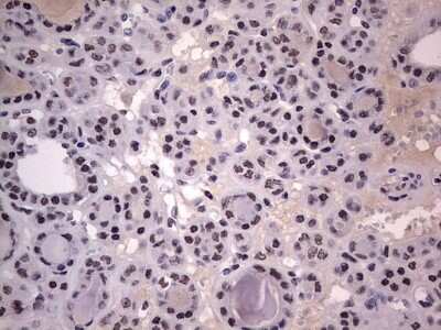Immunohistochemistry: CLE7 homolog Antibody (OTI2A4) [NBP2-46591]