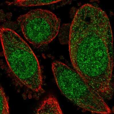 Immunocytochemistry/ Immunofluorescence: C15orf40 Antibody [NBP1-91716]