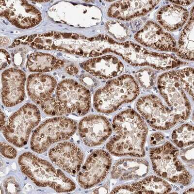 Immunohistochemistry-Paraffin: BMERB1 Antibody [NBP1-81996]