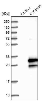Western Blot: BMERB1 Antibody [NBP1-81996]