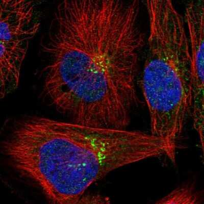 Immunocytochemistry/ Immunofluorescence: C16orf58 Antibody [NBP1-83692]