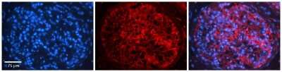 Immunohistochemistry: C16orf58 Antibody [NBP1-59541]