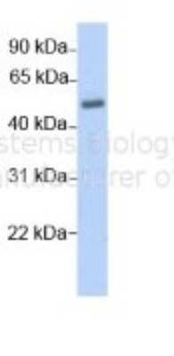 Western Blot: MEIOB Antibody [NBP1-70440]