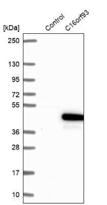 Western Blot: CCDC189 Antibody [NBP2-30950]
