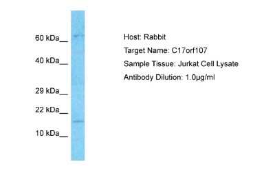 Western Blot: C17orf107 Antibody [NBP2-82859]