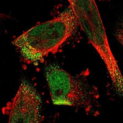 Immunocytochemistry/ Immunofluorescence: C17orf80 Antibody [NBP1-83637]